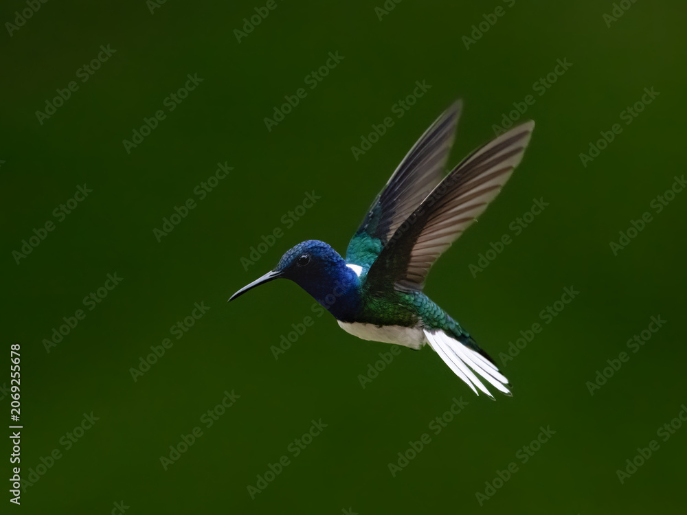 Obraz premium Male White-necked Jacobin Hummingbird Hovering Against Green Forest Background