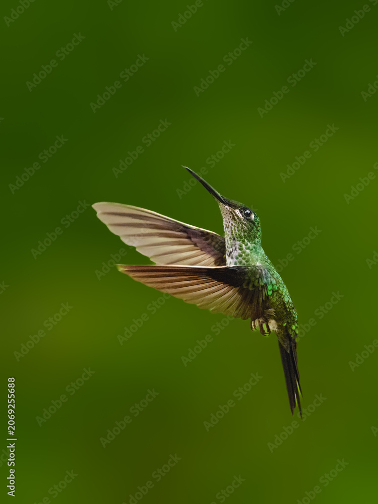 Obraz premium Empress Brilliant Hummingbird Hovering in Tropical Forest Habitat on Green Background