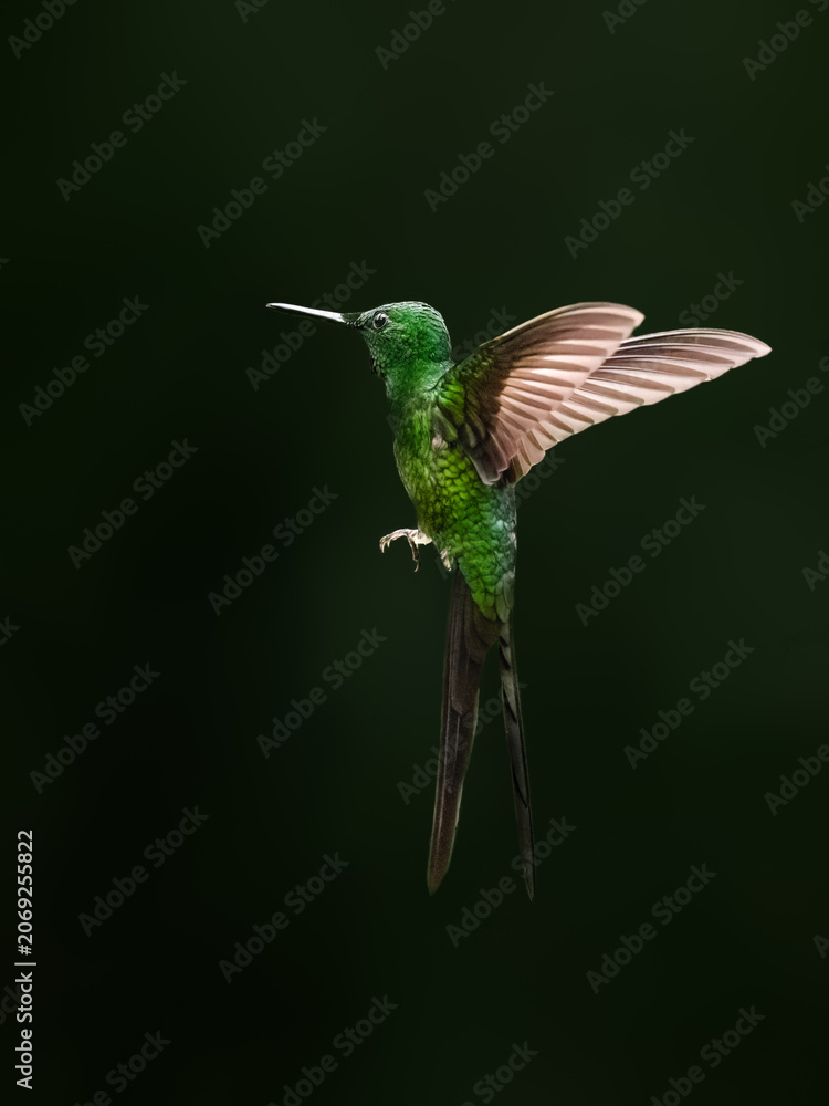Obraz premium Empress Brilliant Hummingbird Hovering In Flight Against Dark Background