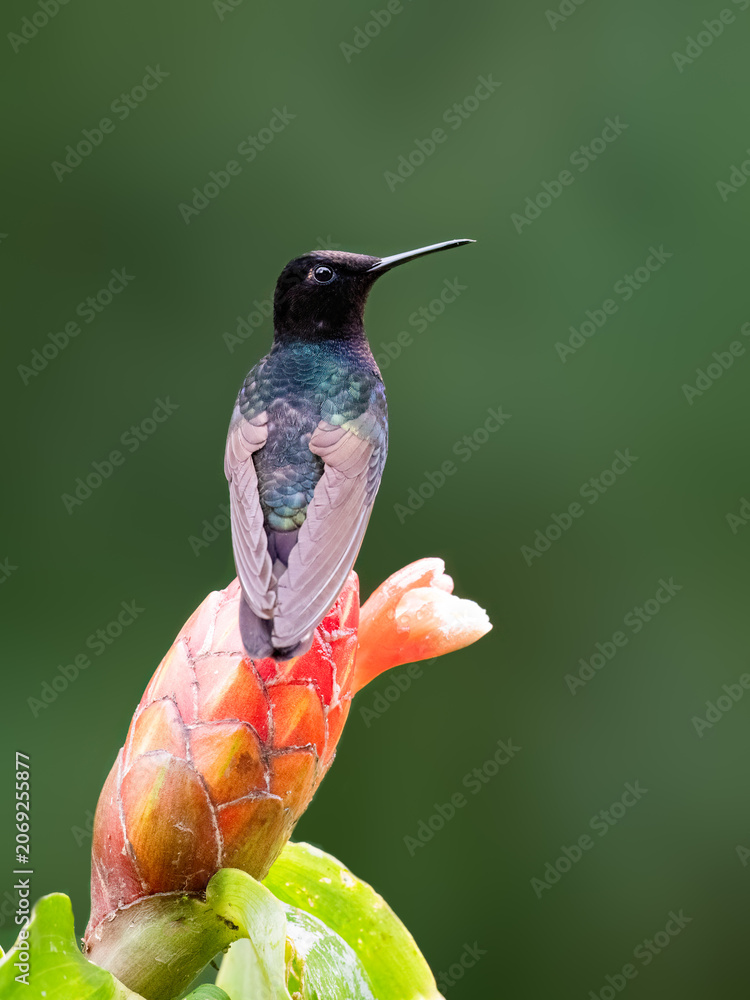 Obraz premium Velvet-purple Coronet Hummingbird Perched on Red Ginger Flower
