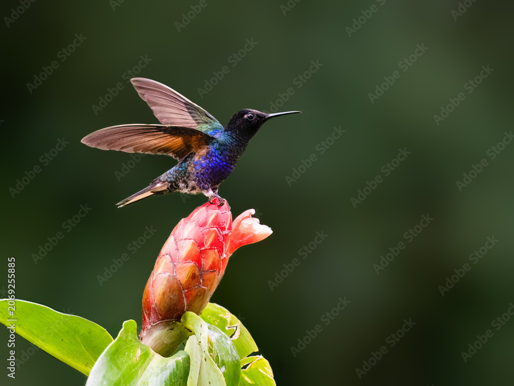 Obraz premium Velvet-purple Coronet Hummingbird Perched on Red Ginger Flower