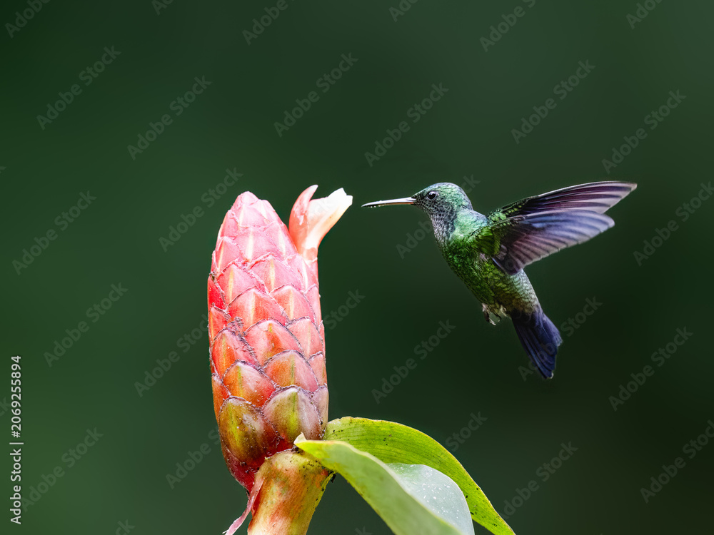 Obraz premium Steely-vented Hummingbird Hovering and Feeding on Pink Tropical Flower