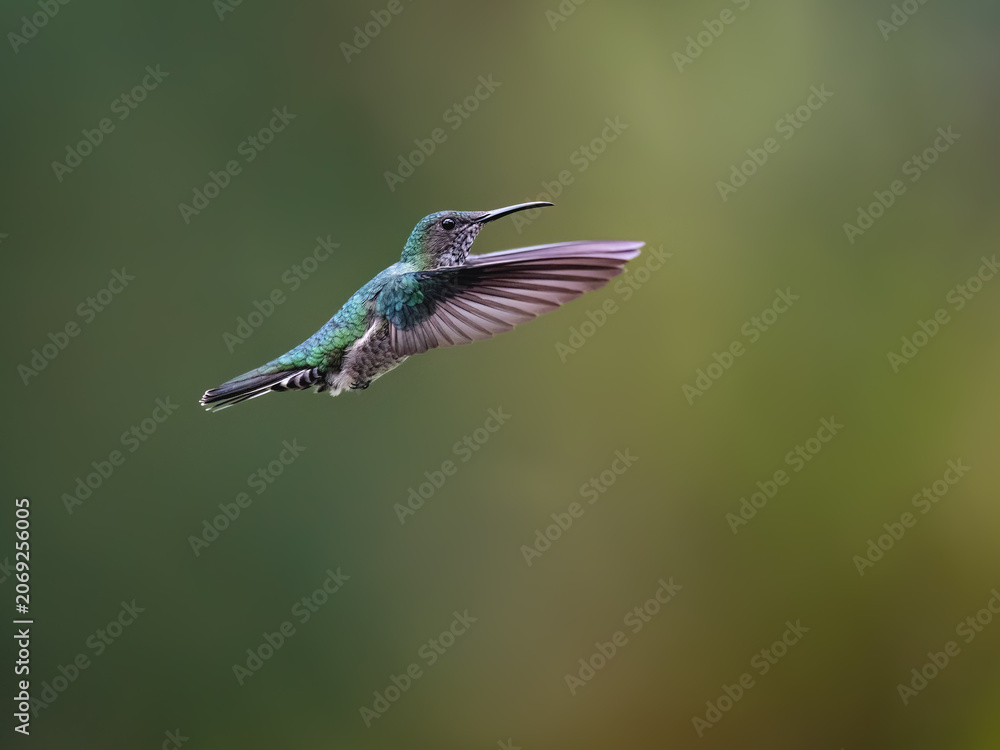 Obraz premium Female White-necked Jacobin Hummingbird Hovering Against Blurred Green Background