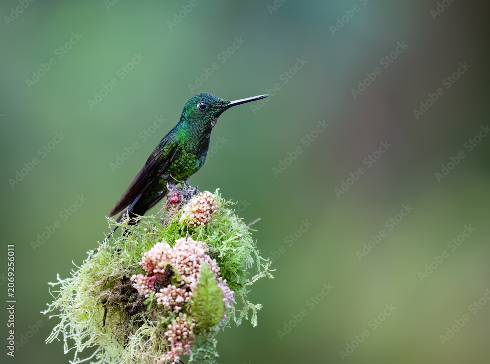 Obraz premium Green-crowned Brilliant Hummingbird Perched on Mossy Flowering Branch