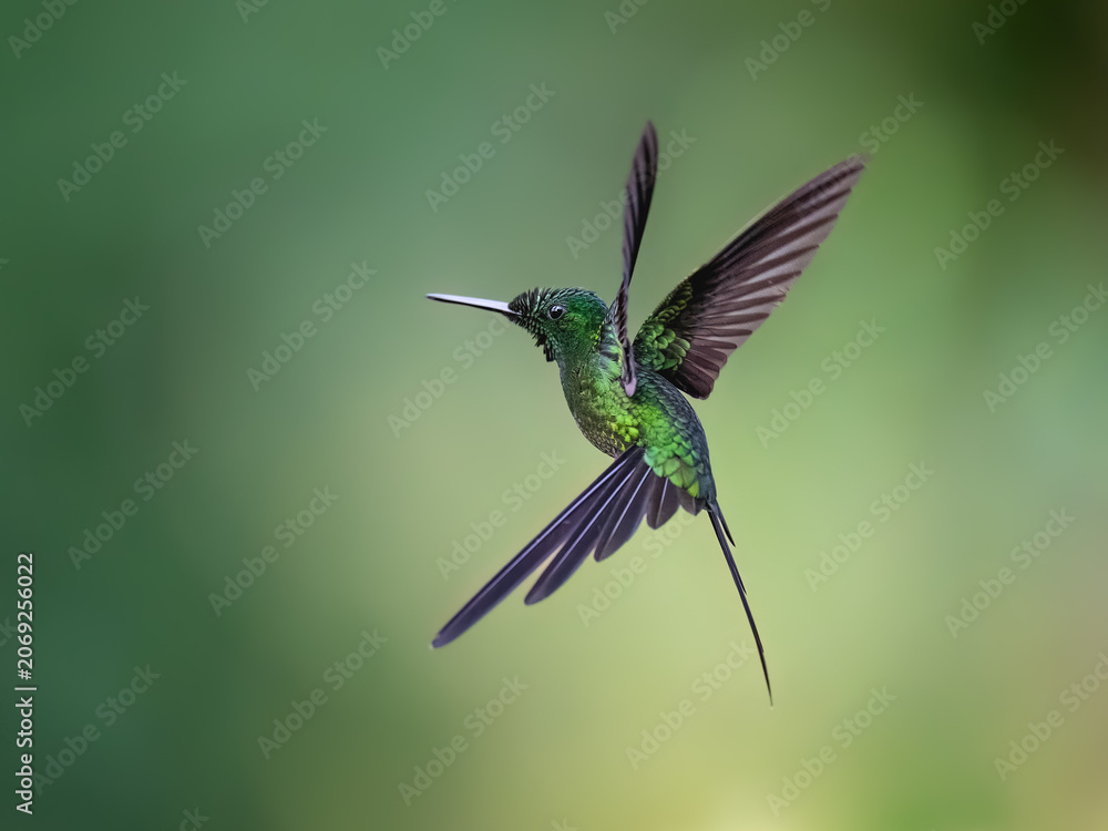 Obraz premium Empress Brilliant Hummingbird Hovering Against Blurred Green Natural Background