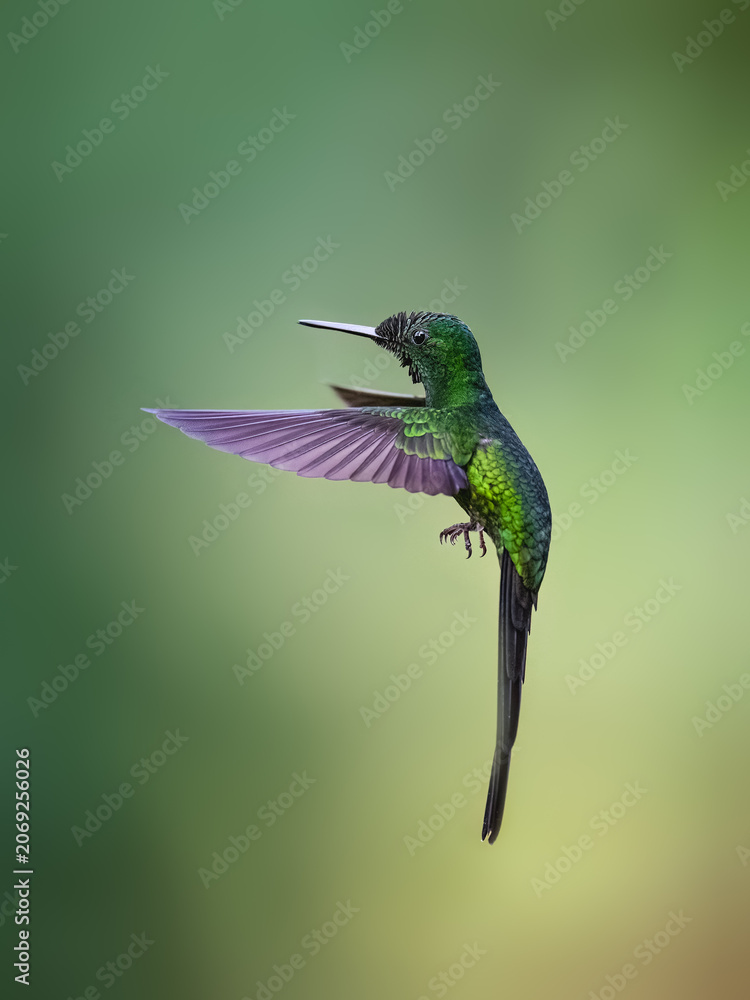 Obraz premium Empress Brilliant Hummingbird Hovering Against Blurred Green Natural Background