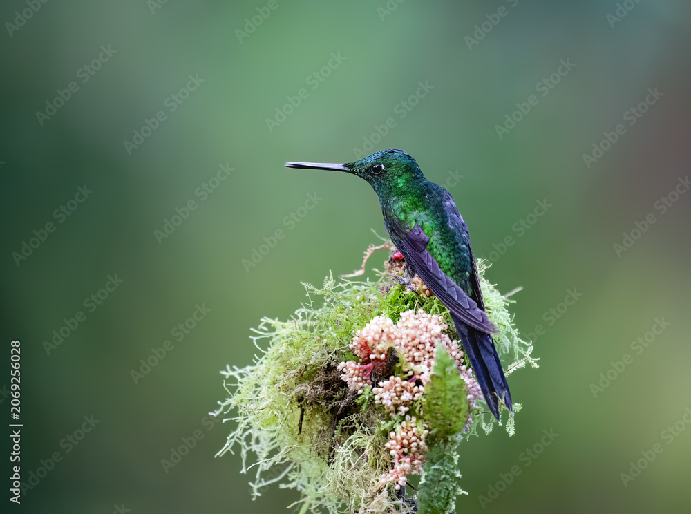 Obraz premium Green-crowned Brilliant Hummingbird Perching On Mossy Flower Branch