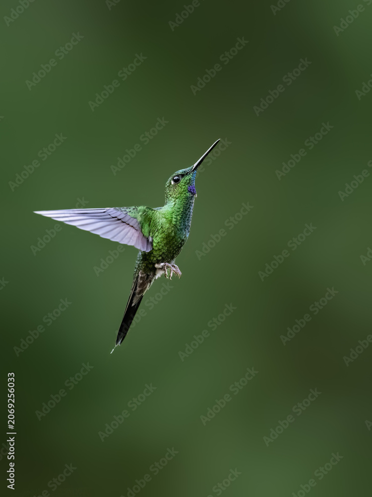 Obraz premium Green-crowned Brilliant Hummingbird Hovering in Flight with Spread Wings