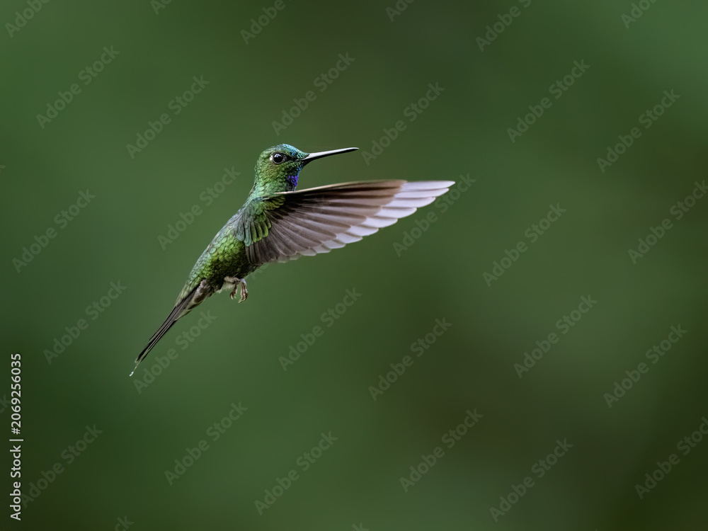 Obraz premium Green-crowned Brilliant Hummingbird Hovering in Flight with Spread Wings