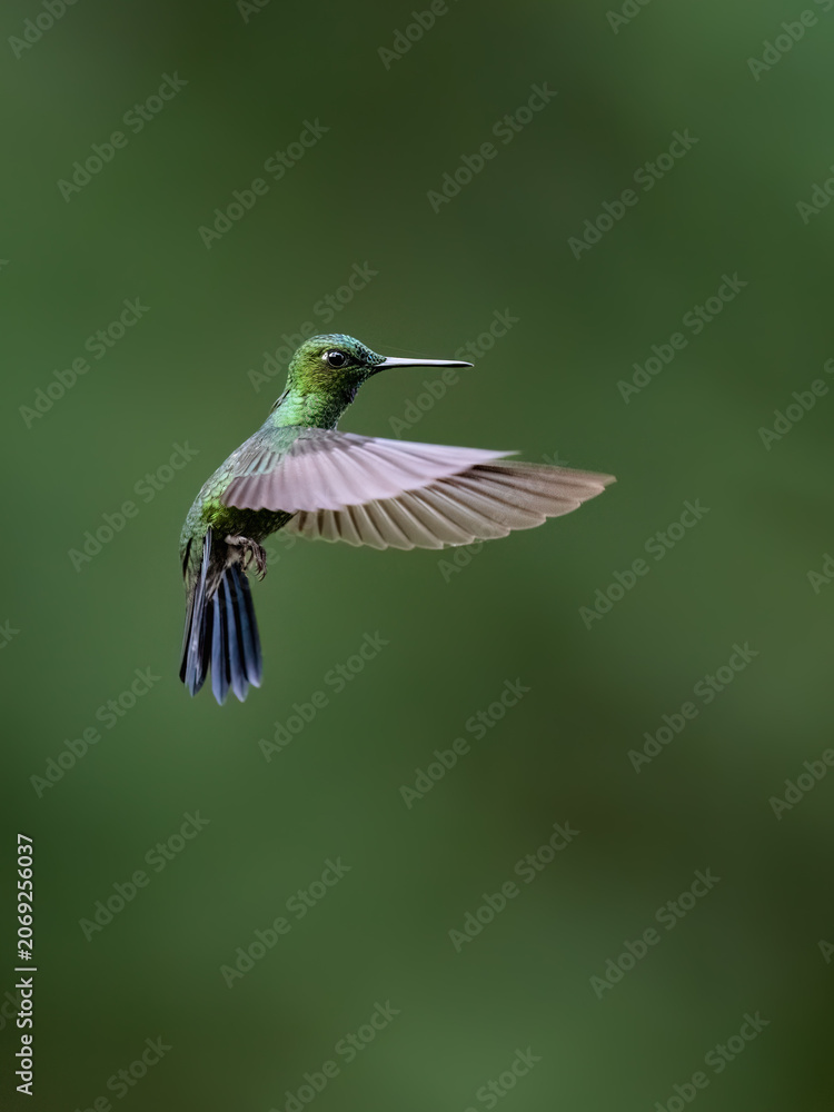 Obraz premium Green-crowned Brilliant Hummingbird Hovering in Flight with Spread Wings
