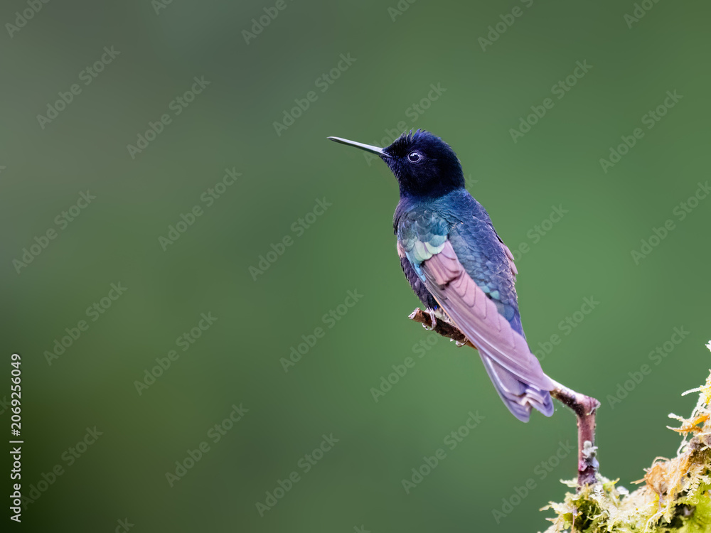 Obraz premium Male Velvet-purple Coronet Hummingbird Perched on Mossy Branch
