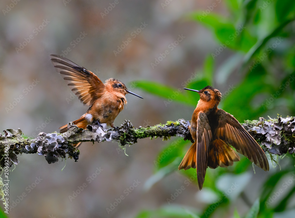 Obraz premium Shining Sunbeam Hummingbirds Interacting on a Mossy Tree Branch