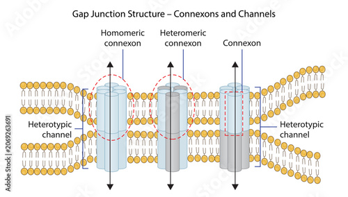 Canvas-taulu Gap Junction Structure – Connexons and Channels, the structure of gap junctions, connexons, and intercellular channels that enable direct communication between adjacent cells