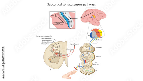 Foto Subcortical Somatosensory Pathways, the subcortical somatosensory pathways, showing sensory signal transmission from the spinal cord to the thalamus and cerebral cortex