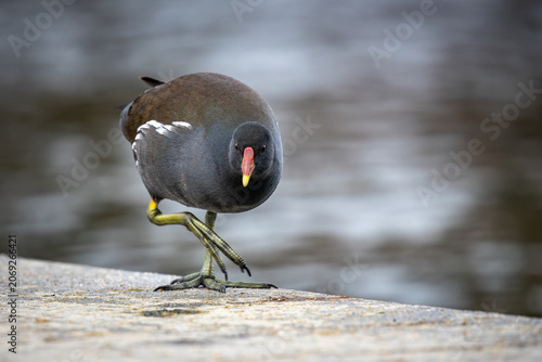 Teichhuhn in Charlottenburg, Berlin (Schlosspark)