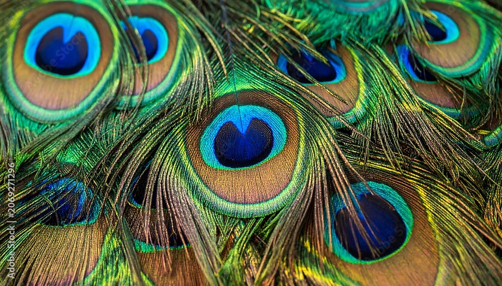 Naklejka premium Close up of vibrant peacock feather eye pattern and texture