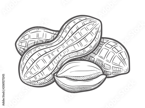 Photos Hand drawn of peanuts in shells and shelled kernels legume food