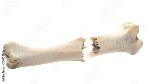 Broken animal bone on a white background showing texture and detail