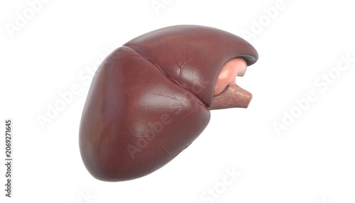 Realistic Model of Human Liver for Medical Education and Anatomy Study