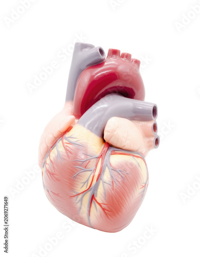 Realistic Anatomical Model of Human Heart for Educational Purposes
