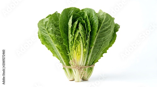 Fresh green leafy vegetable bunch isolated.