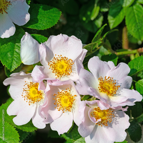 Blühende Hagebutten, Rosa canina, im Frühling