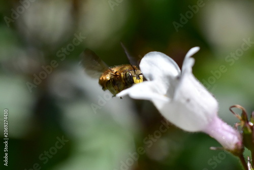 Biene an einer weißen Blüte