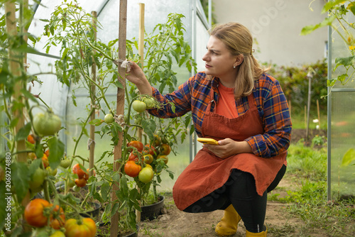  young blonde female farmer in an apron sits in a greenhouse, carefully checking ripening organic tomatoes on branches and using her smartphone.