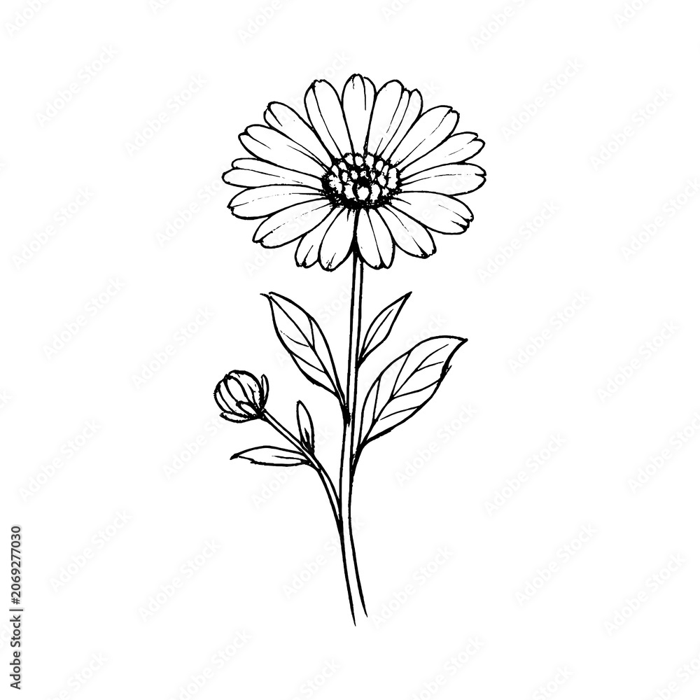 Fototapeta premium PNG Delicate floral line art illustration.