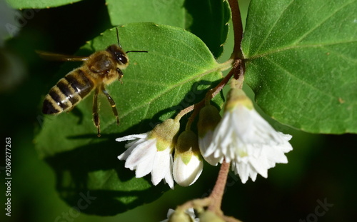Biene fliegt zu weißen Blüten