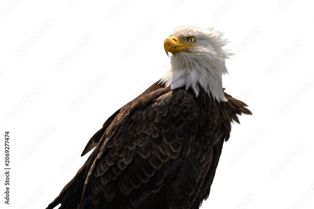 Fototapeta premium Bald Eagle Portrait Transparent