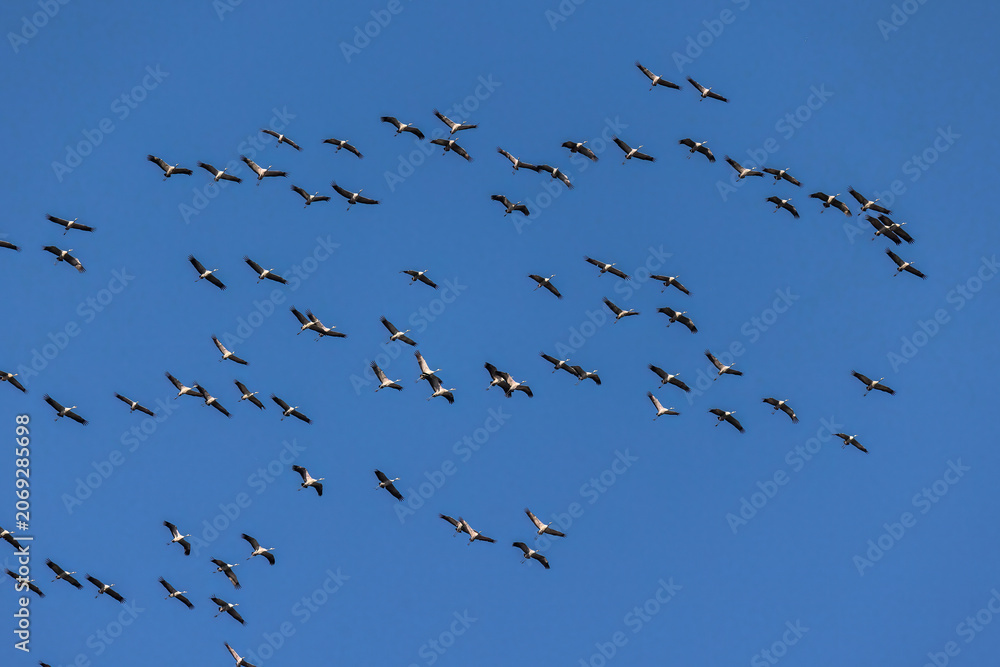 Obraz premium Kraniche (Grus grus)