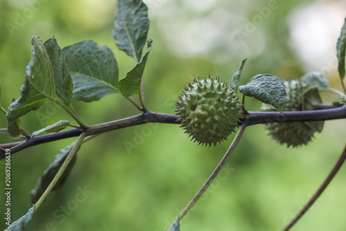 Foto Fresh Datura metel unripe fruit in tree branch