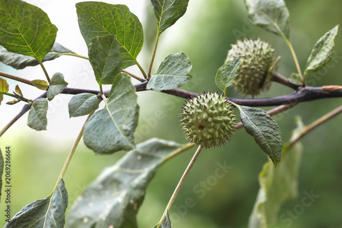 Bild auf Leinwand Fresh Datura metel unripe fruit in tree branch