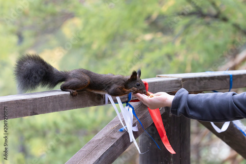 An adorable squirrel takes a treat from a person's hand.
