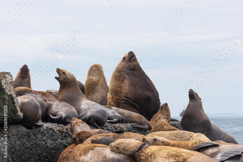 Photography Steller sea lion's rookery. Nevelsk, Sahalinskaya Oblast, Russia