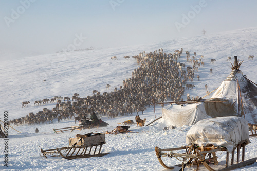Big herd of deer near a Nenets chums on a winter day, Yamal, Russia