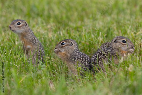 A close-up of speckled ground squirrels standing in green grass. These animals are listed in the Red Book
