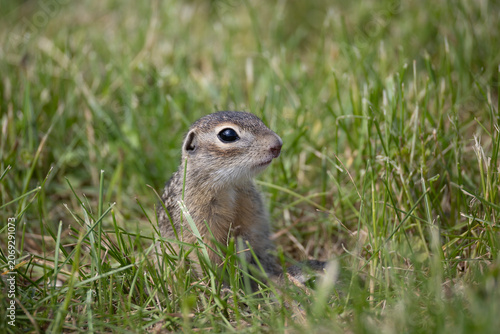 A close-up of speckled ground squirrels standing in green grass. These animals are listed in the Red Book