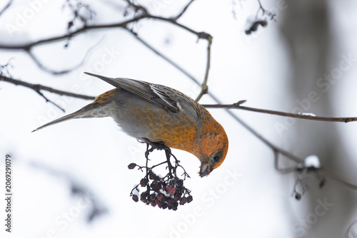 Close-up of a pine grosbeak in winter