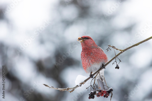Close-up of a pine grosbeak in winter
