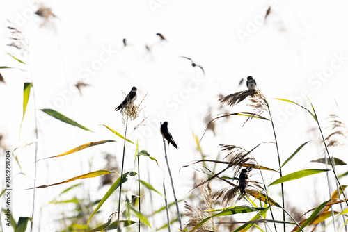 A flock of swallows sits on the reeds