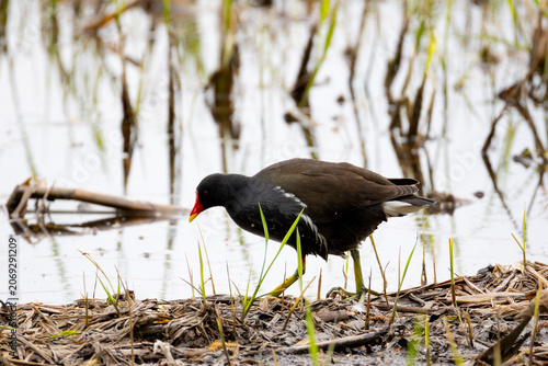 Common moorhen walks through the old reeds