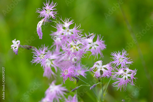 Close-up of pink flowers of Dianthus acicularis