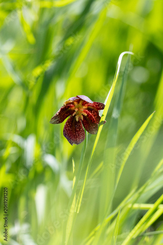 Blooming Fritillaria meleagris close -up. Russia