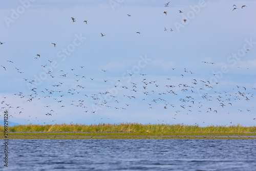 A large flock of birds flies on a lake with reeds, lake Baykal
