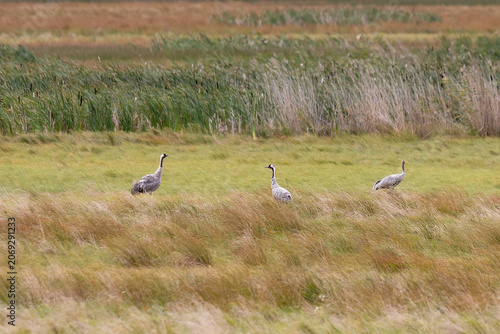 Three common cranes stand in a meadow on an autumn day
