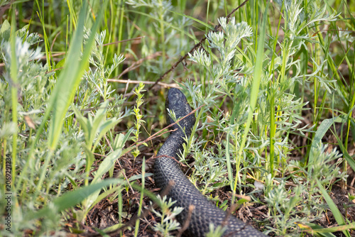 Large viper snake lies in the grass
