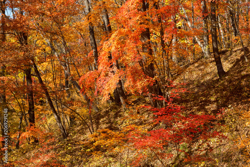 Maples with bright red leaves in autumn, Primorye, Russia