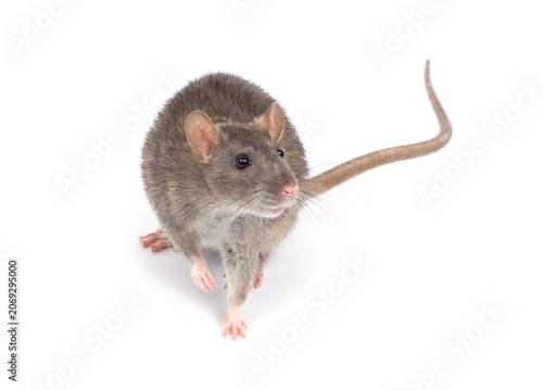  rat isolated on white background